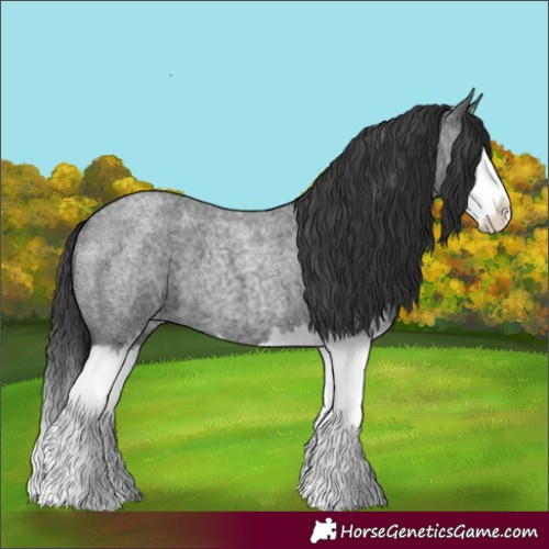 Horse Color:Blue Roan Splash