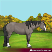 Horse Color:Grullo 