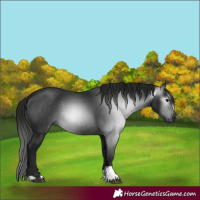 Horse Color:Gray Smoky Black