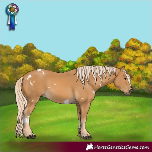 Horse Color:White Spotted Palomino