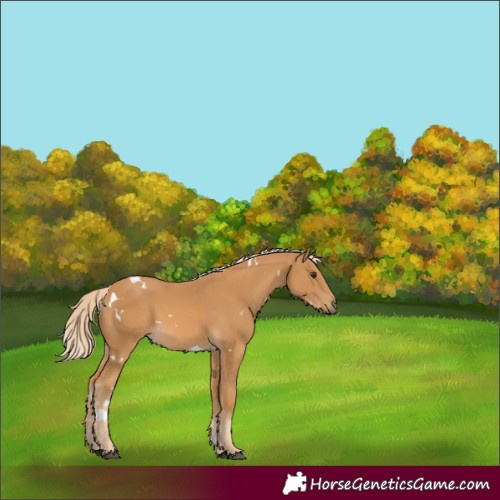 Horse Color:White Spotted Palomino 