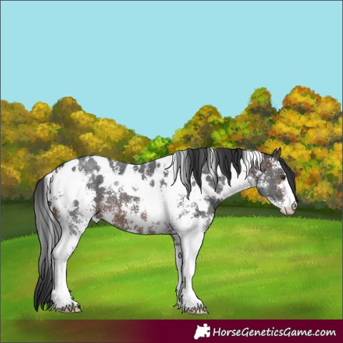 Horse Color:White Spotted Brown Mushroom Sabino