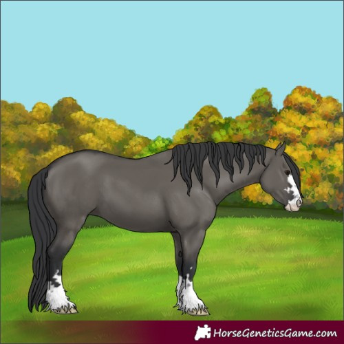 Horse Color:Grullo Mushroom 