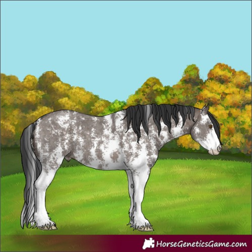 Horse Color:Brown Dun Mushroom Sabino 