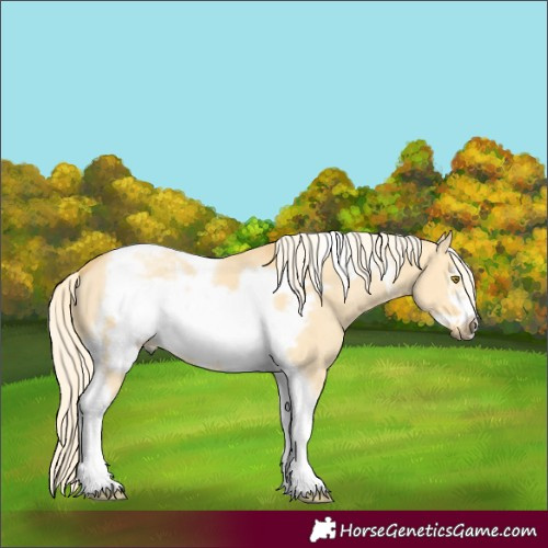 Horse Color:Palomino Dun Mushroom Tobiano Frame 