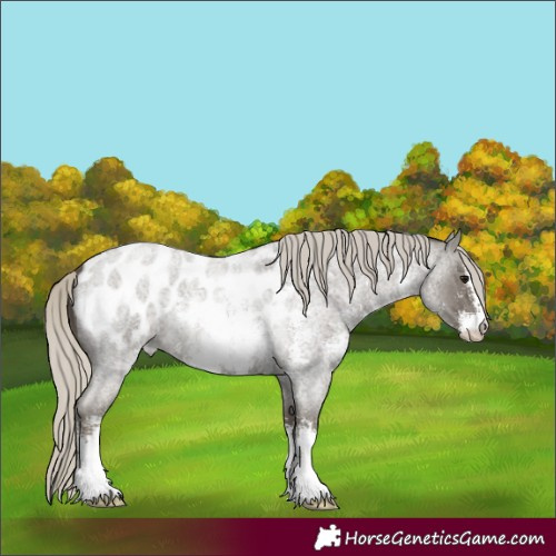 Horse Color:Silver Smoky Blue Roan Mushroom Sabino Appaloosa 