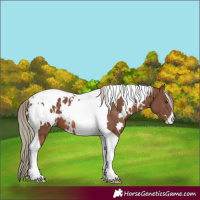 Horse Color:White Spotted Chestnut Mushroom Tobiano Blanket