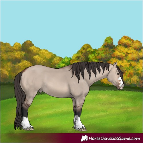 Horse Color:Bay Dun Mushroom