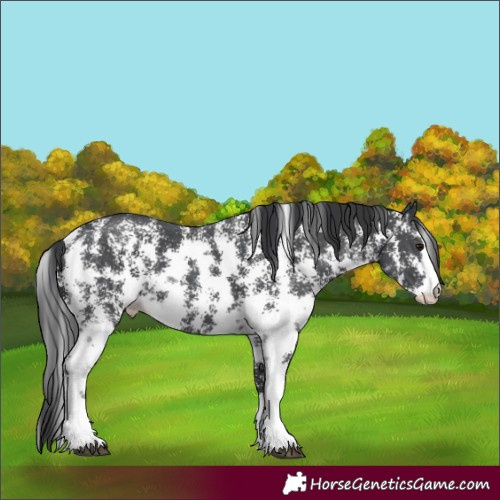 Horse Color:Black Mushroom Sabino 