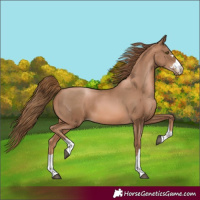Horse Color:Liver Chestnut Pearl