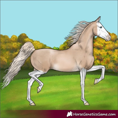 Horse Color:Unknown 