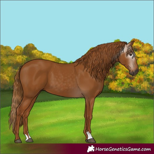 Horse Color:Gray Chestnut