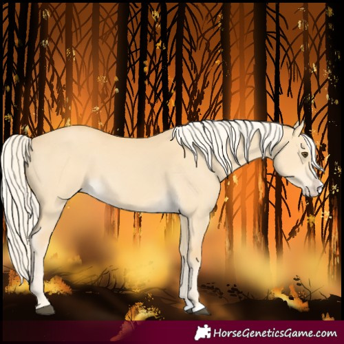 Horse Color:Palomino Dun Splash