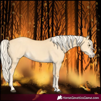 Horse Color:Palomino Dun Splash