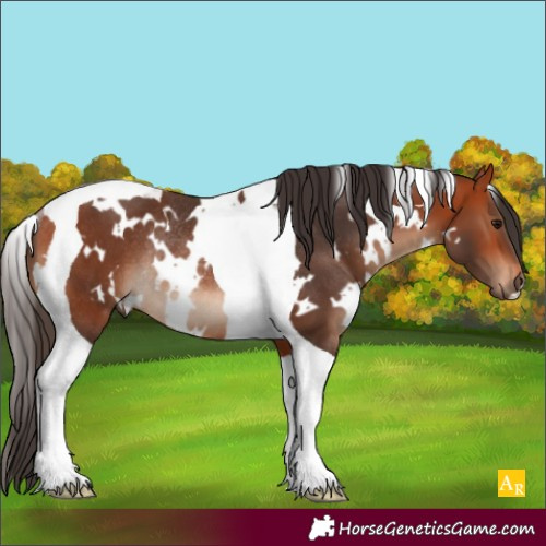 Horse Color:White Spotted Bay Tobiano Rabicano