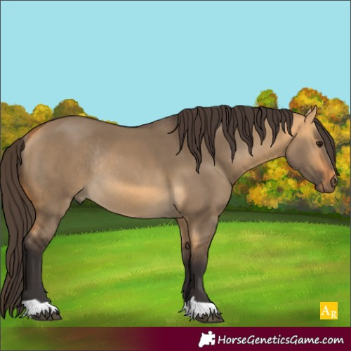 Horse Color:Buckskin Dun Rabicano 