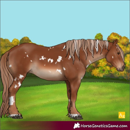 Horse Color:White Spotted Chestnut 