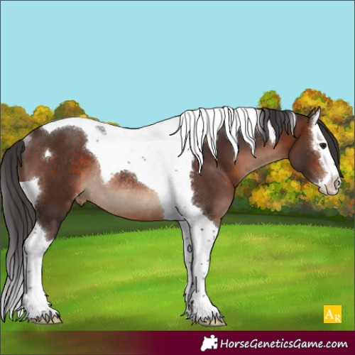 Horse Color:Brown Splash Tobiano Appaloosa Rabicano 