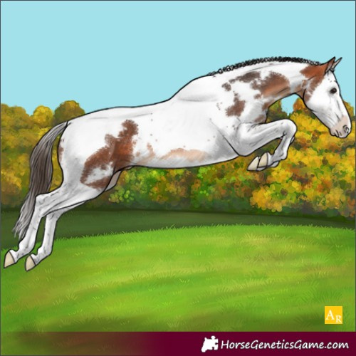 Horse Color:White Spotted Bay Splash Tobiano Appaloosa 