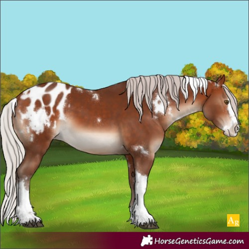 Horse Color:White Spotted Silver Bay Splash Tobiano Appaloosa