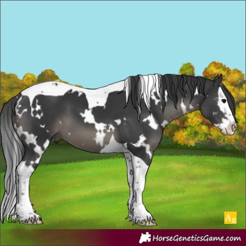 Horse Color:White Spotted Black Splash Tobiano 