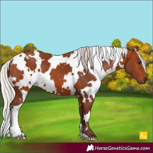 Horse Color:White Spotted Silver Bay 