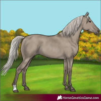 Horse Color:Silver Grullo