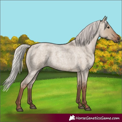 Horse Color:Silver Grullo Roan 