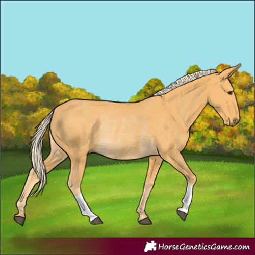 Horse Color:Palomino Rabicano