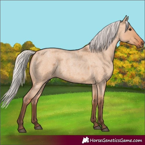 Horse Color:Silver Bay Roan Dun 