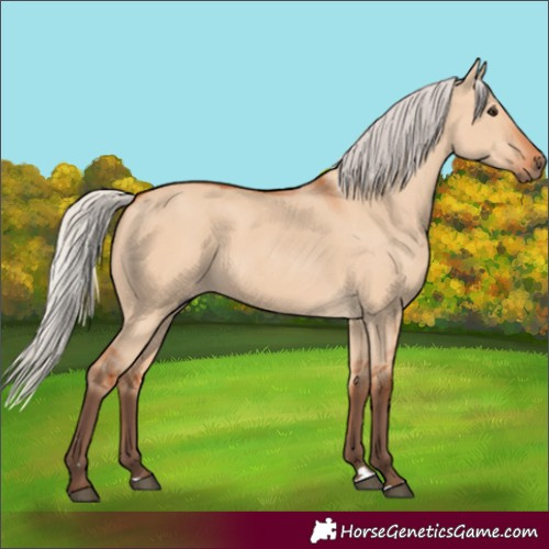 Horse Color:Silver Bay Dun
