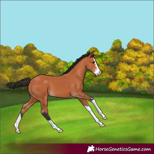 Horse Color:Bay Splash