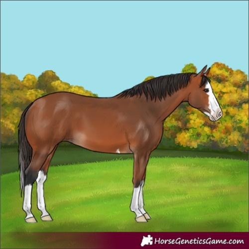 Horse Color:Bay Splash 
