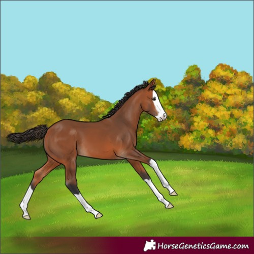 Horse Color:Bay Splash 