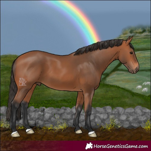 Horse Color:Bay 