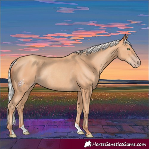 Horse Color:Silver Amber Champagne Rabicano