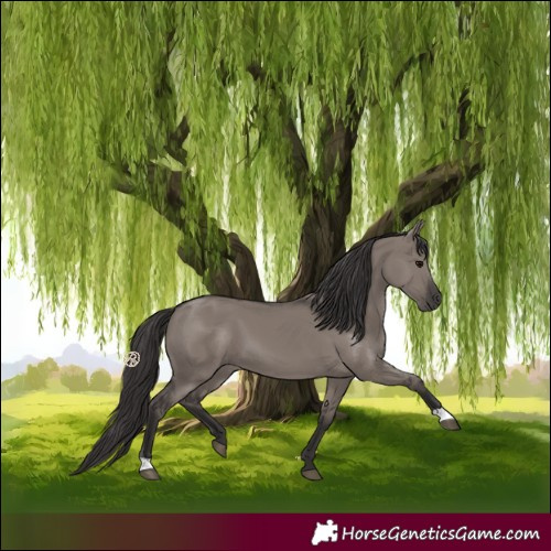 Horse Color:Smoky Grullo