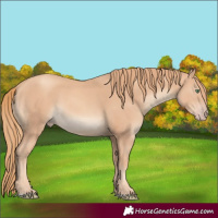 Horse Color:Gold Champagne 
