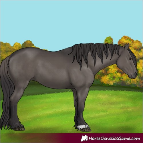 Horse Color:Smoky Black 