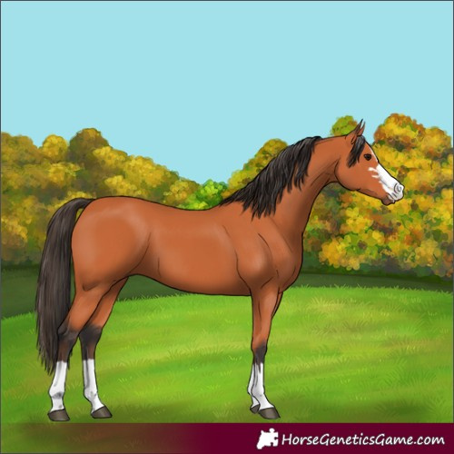Horse Color:Bay 