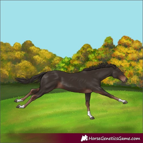 Horse Color:Liver Chestnut Tobiano