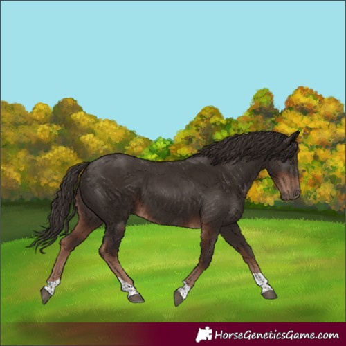 Horse Color:Liver Chestnut Tobiano 