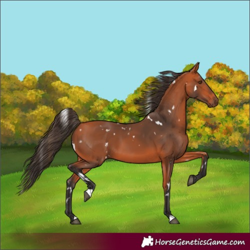 Horse Color:White Spotted Bay 