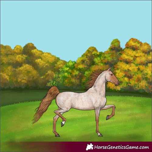 Horse Color:Red Roan 