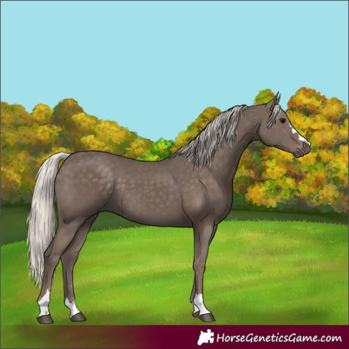 Horse Color:Silver Black