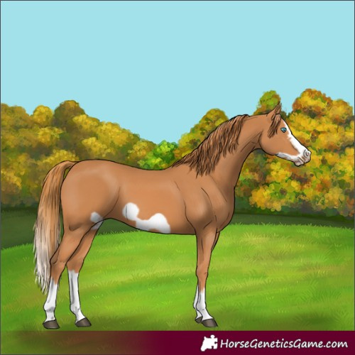 Horse Color:Chestnut Splash Frame 