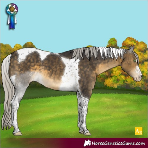 Horse Color:Silver Buckskin Tobiano Appaloosa