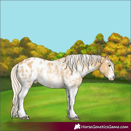 Horse Color:Silver Buckskin Dun Sabino Appaloosa Rabicano