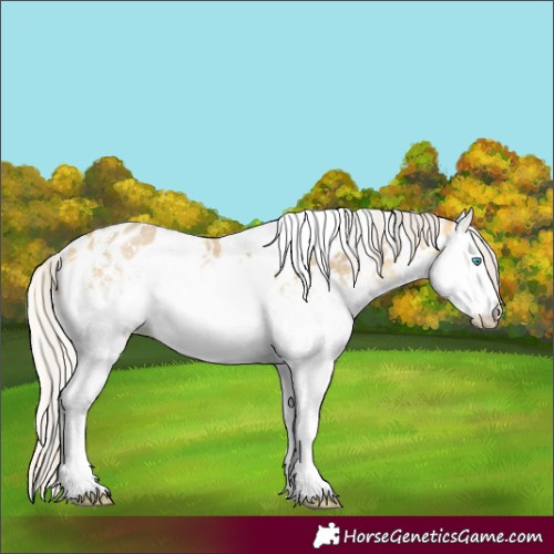 Horse Color:White Spotted Silver Sable Cream Champagne Dun Sabino Splash Appaloosa Rabicano