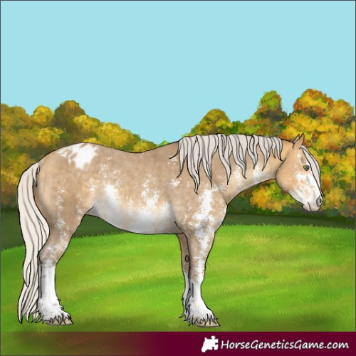 Horse Color:Silver Amber Cream Champagne Sabino Appaloosa Rabicano